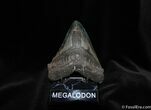 Fearsome Megalodon Tooth - Nearly / Inches #237-2